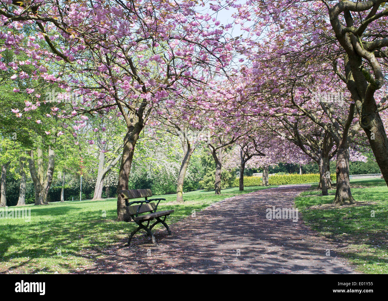 An avenue of flowering cherry trees in April, Saltwell Park Gateshead north east England UK Stock Photo