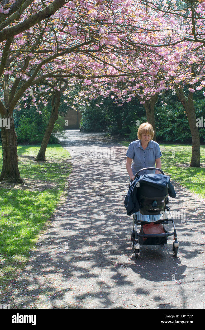 Smiling grandmother pushing grandchild in buggy under flowering cherry trees Saltwell Park Gateshead north east England UK Stock Photo