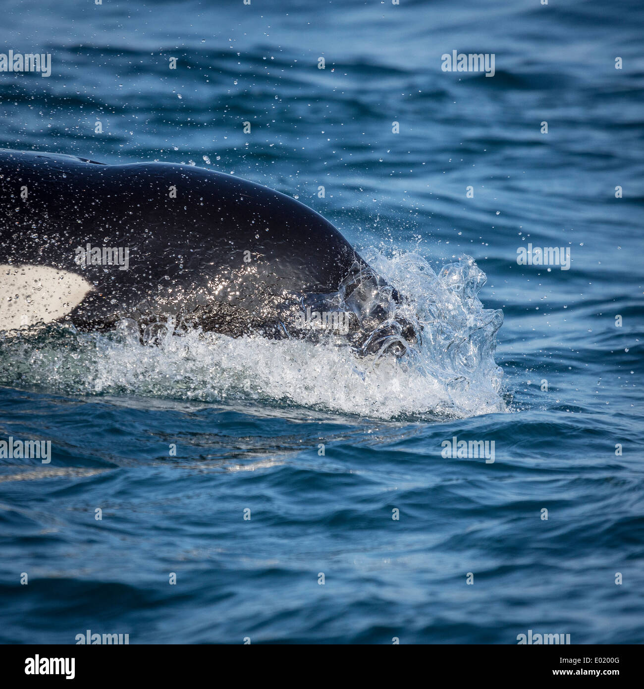 Orca whales feeding on herring in Breidafjordur, Iceland Stock Photo