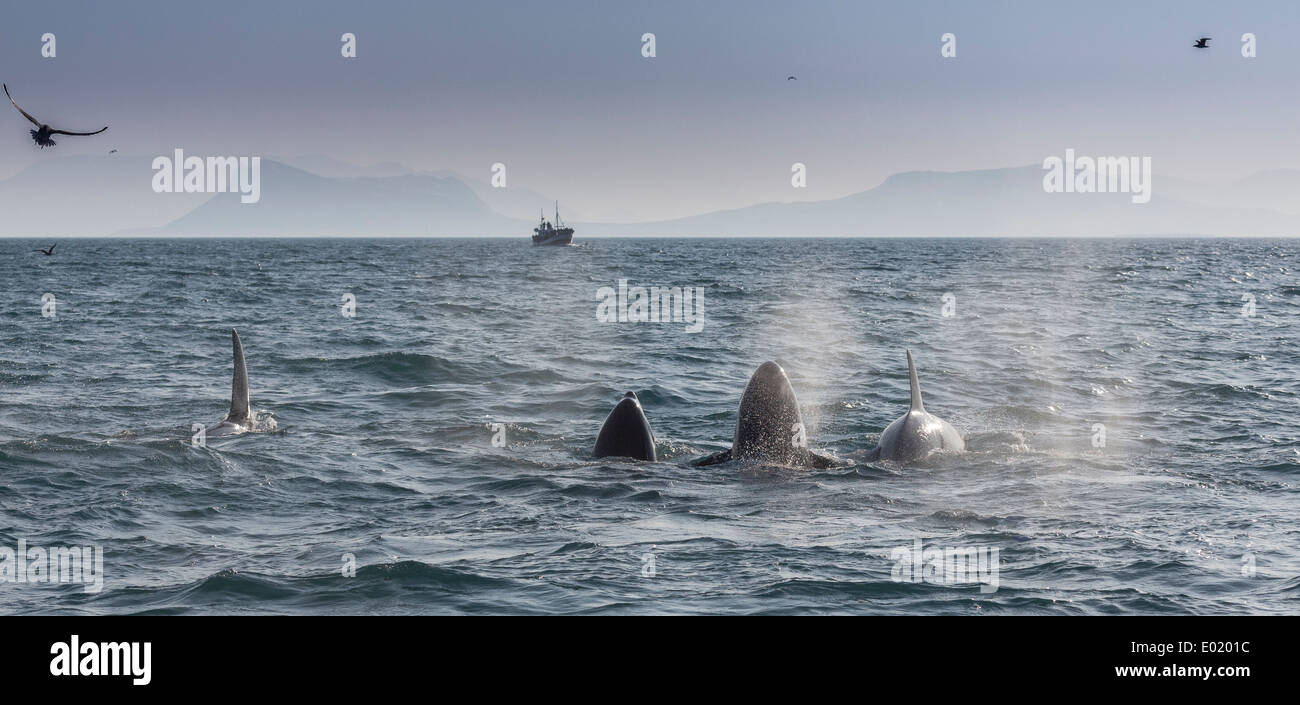 Killer whales iceland hi-res stock photography and images - Alamy