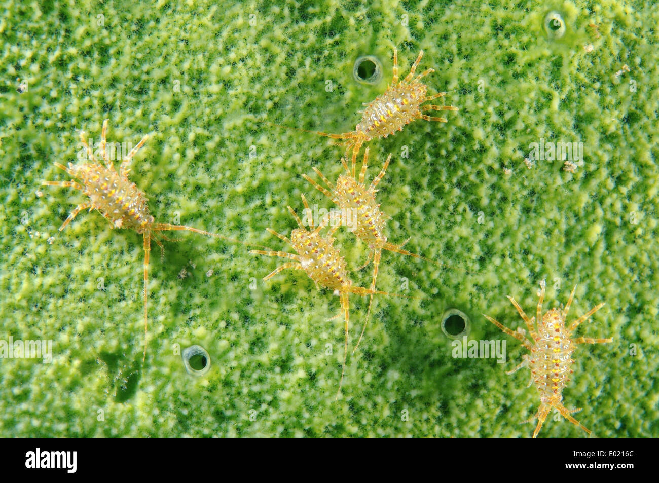 Amphipods (Brandtia parasitica) on Baikalian sponges, Baikal Lake, Siberia, Russia Stock Photo