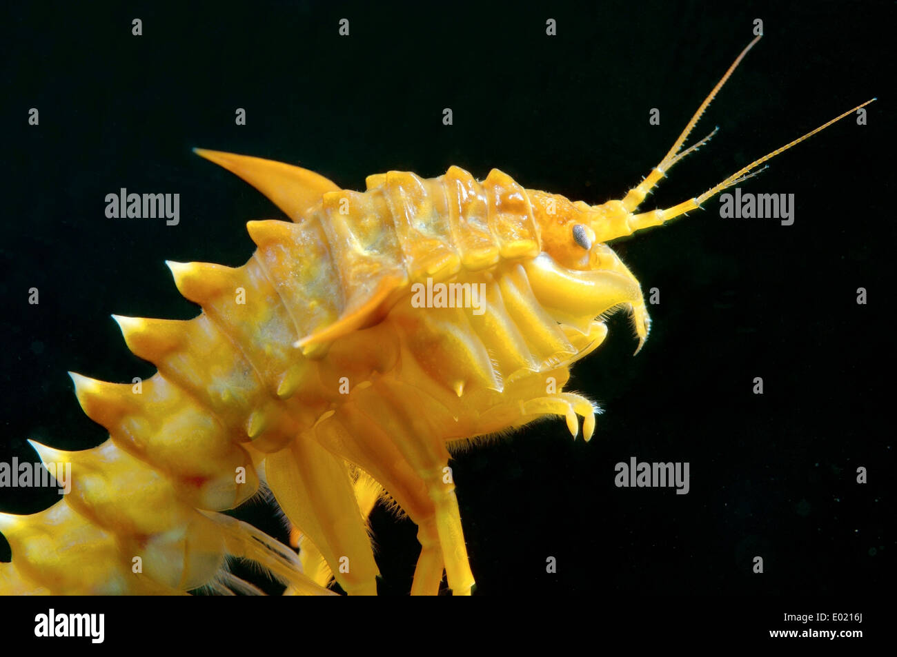 Gammarus Fish gammarus (Acanthogammarus victorii) and fish eggs, Baikal Lake, Siberia ...