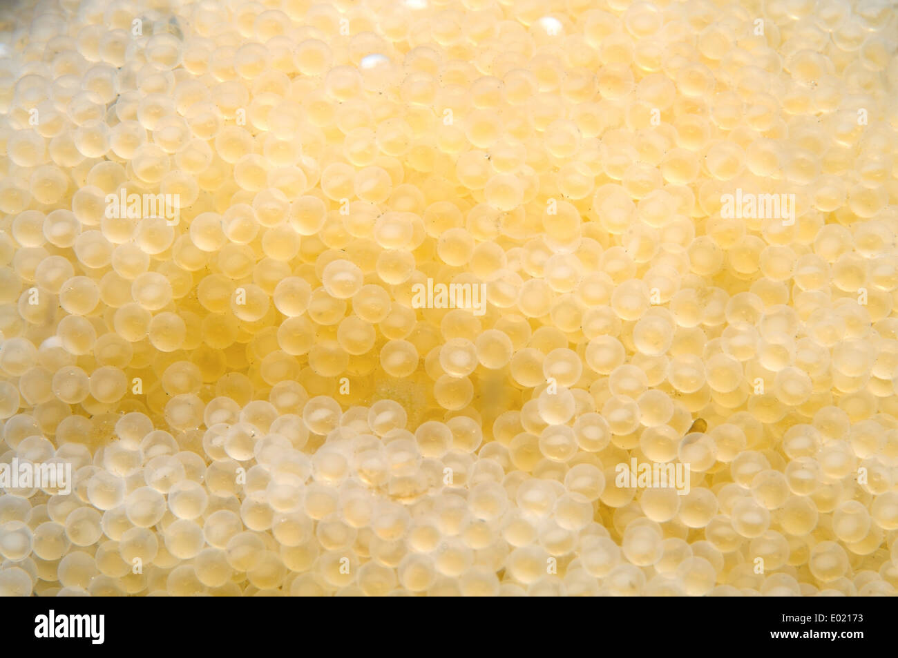 White caviar background. Caviar of freshwater goby fish, Baikal Lake, Siberia, Russian Federation, Eurasia Stock Photo