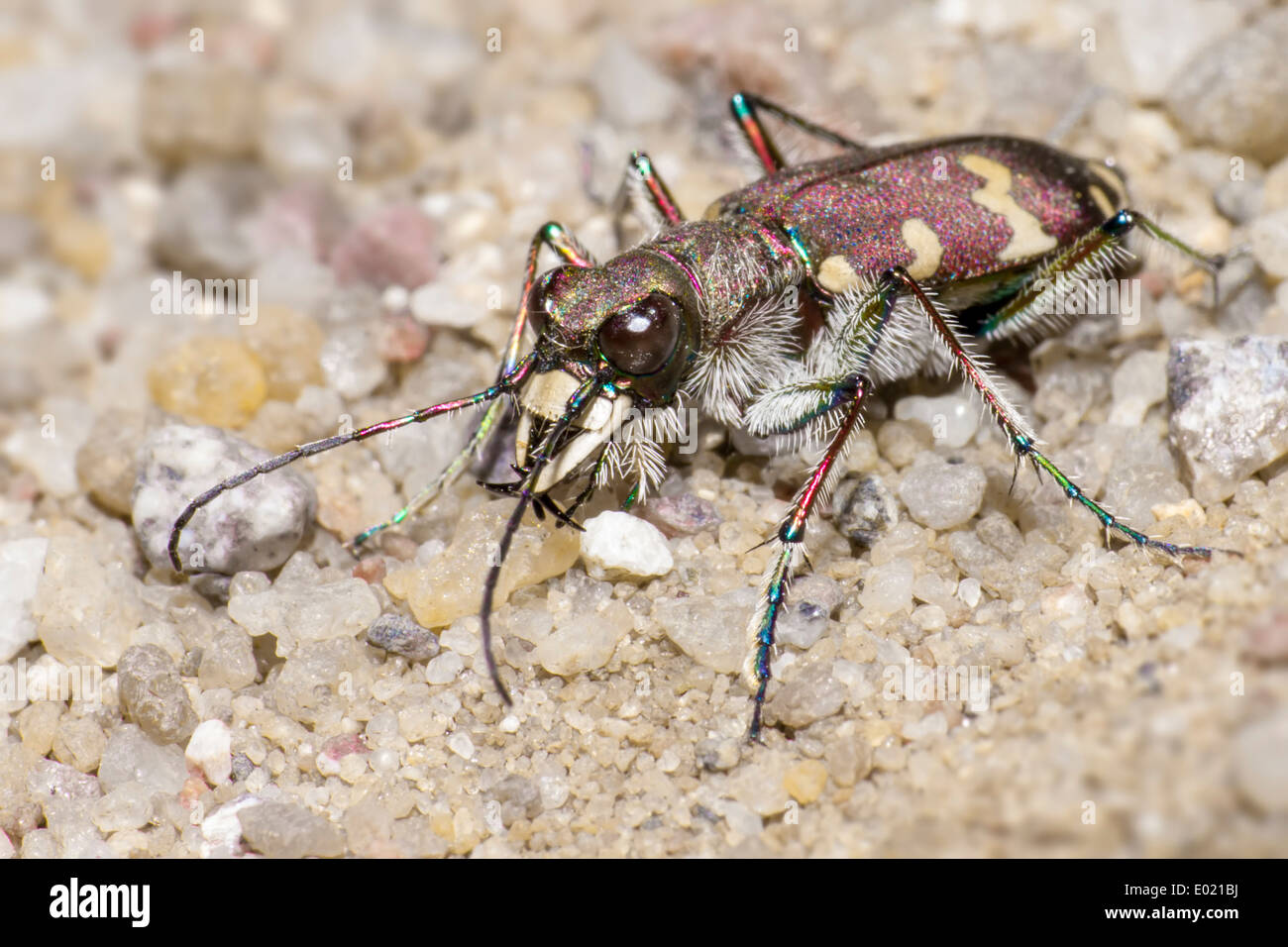 The Bronzed Tiger Beetle Stock Photo