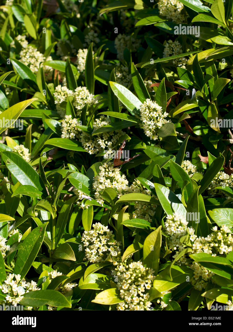 Skimmia x confusa 'Kew Green' shrub in flower and a Peacock butterfly 'Inachis io' Stock Photo