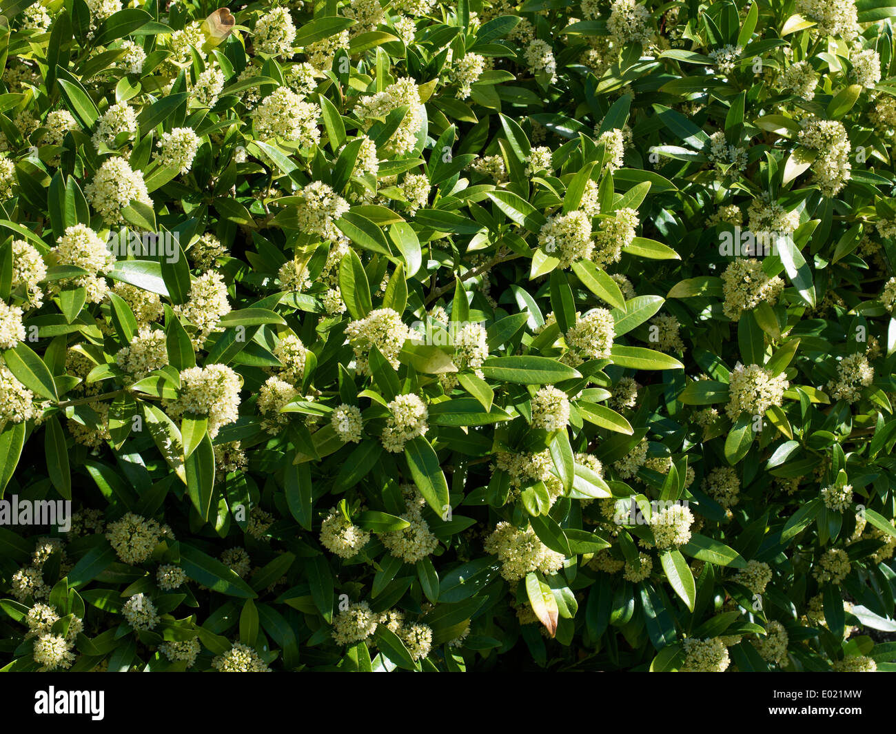 Skimmia x confusa 'Kew Green' shrub in flower Stock Photo