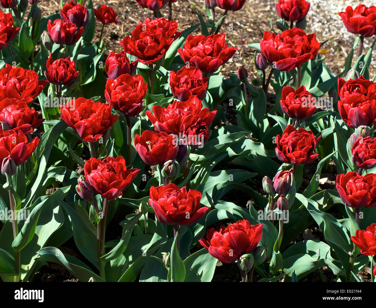 Ansigt opad offentlig jury Tulip Tulipa 'Red Princess' tulip flowers in bloom Stock Photo - Alamy