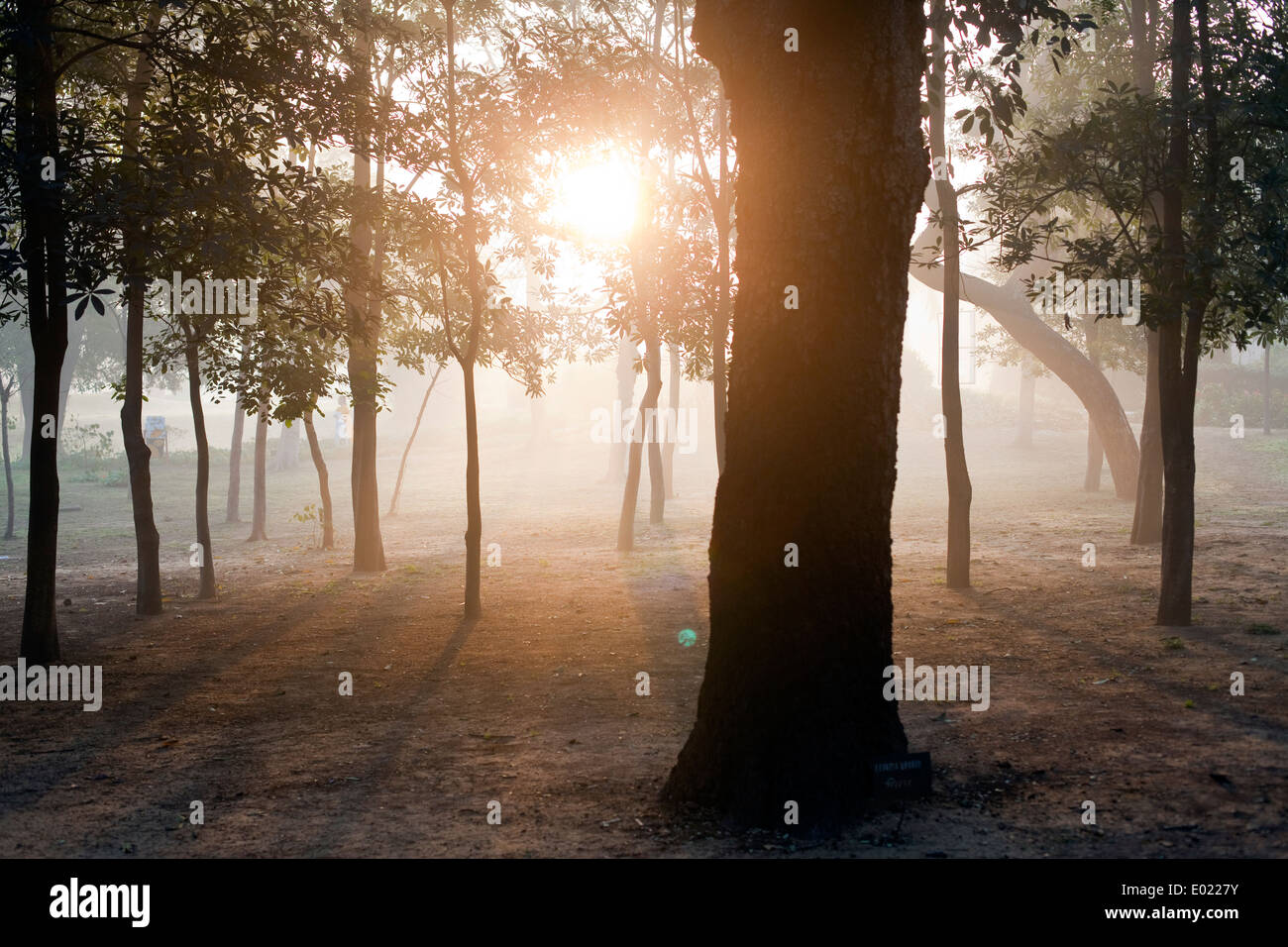 Dawn light through trees in Lodi Gardens, New Delhi, India, Stock Photo