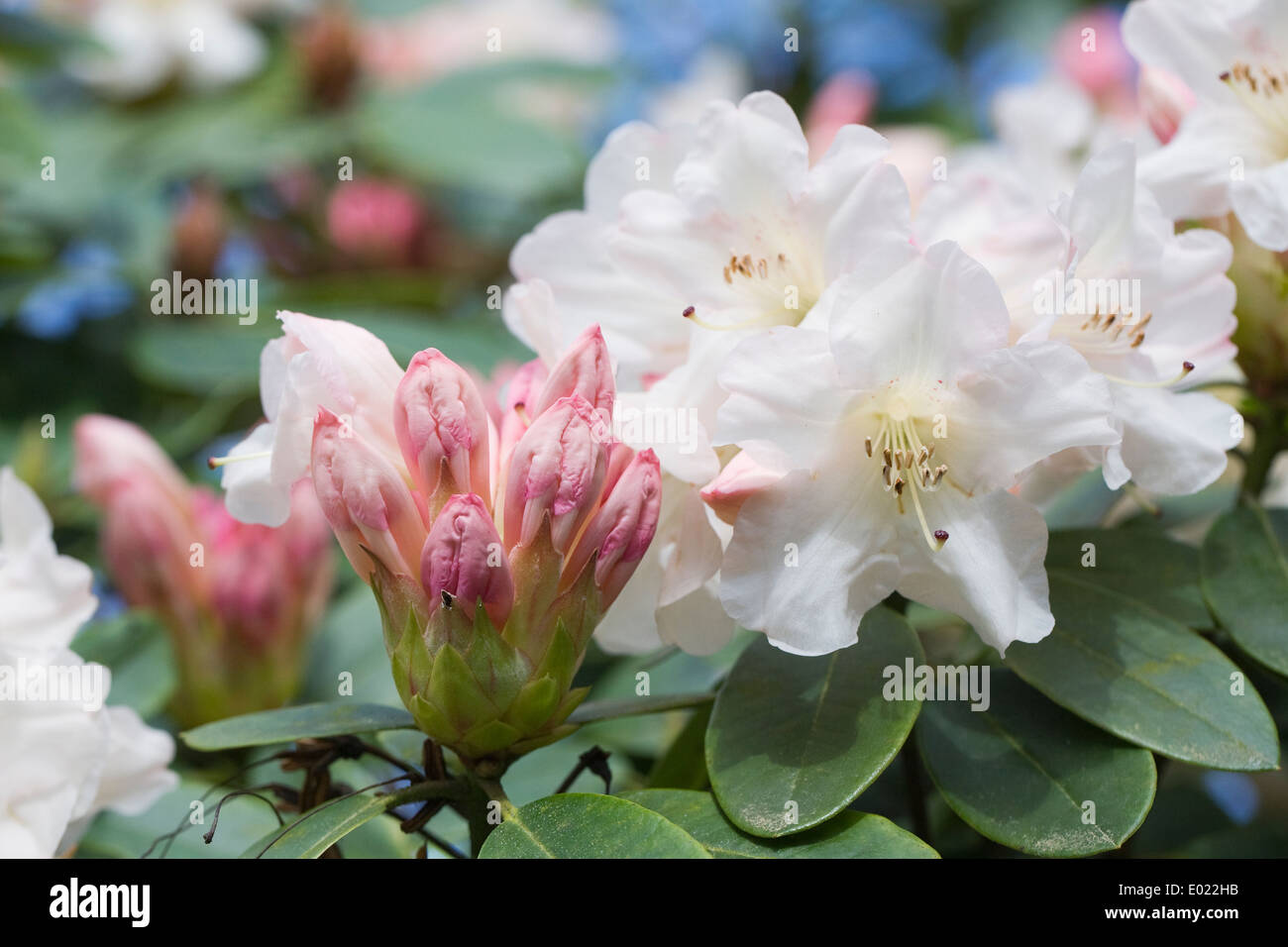 Rhododendron 'Unique', campylocarpum hybrid. Stock Photo
