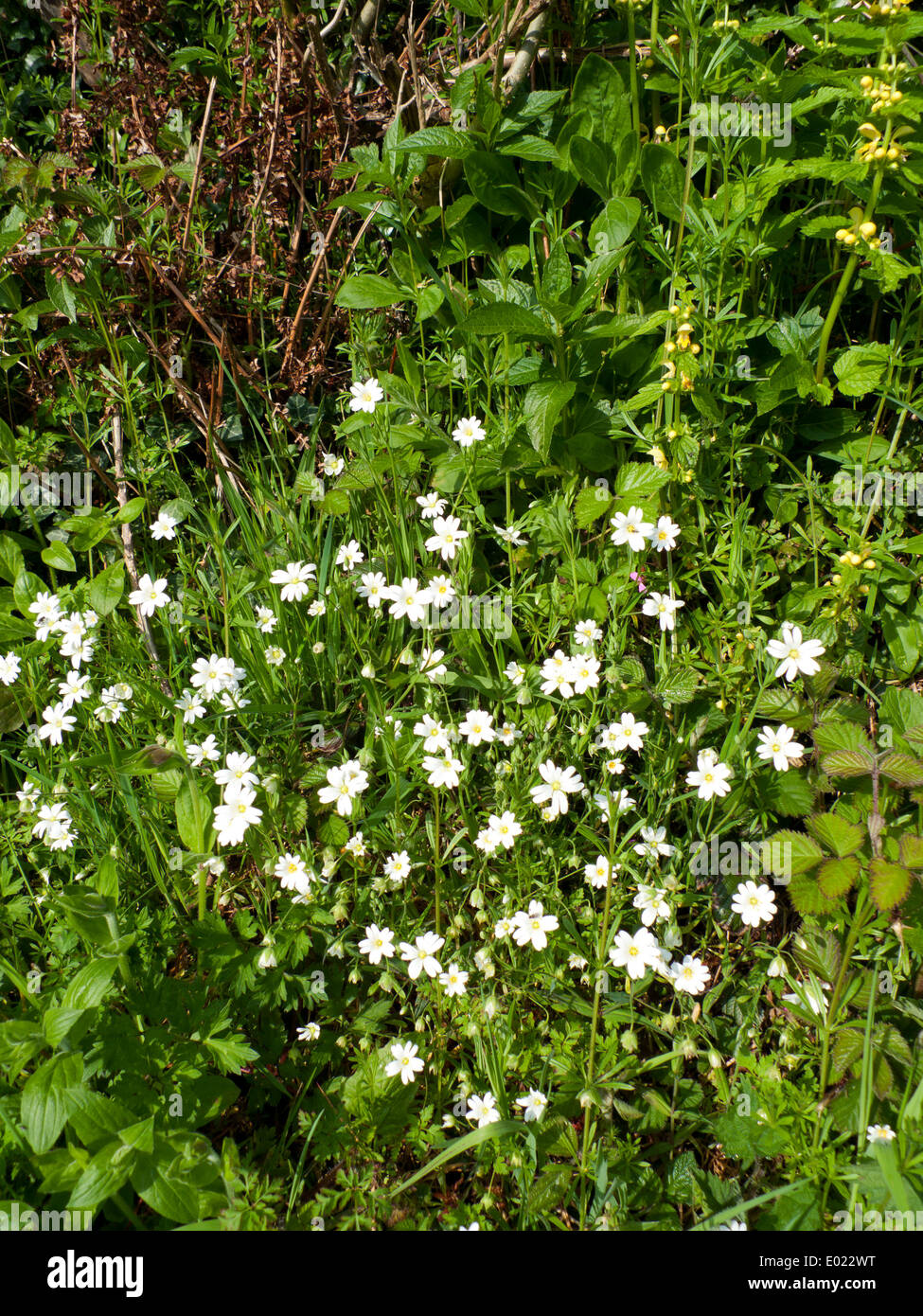 Growing along roadside hi-res stock photography and images - Alamy