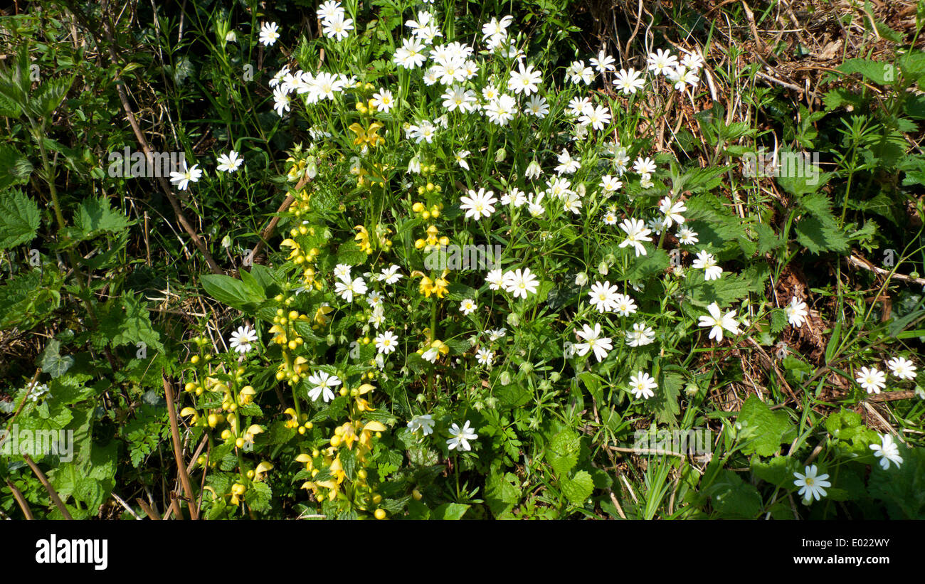 Wildflowers in the hedgerow Carmarthenshire Wales UK  KATHY DEWITT Stock Photo