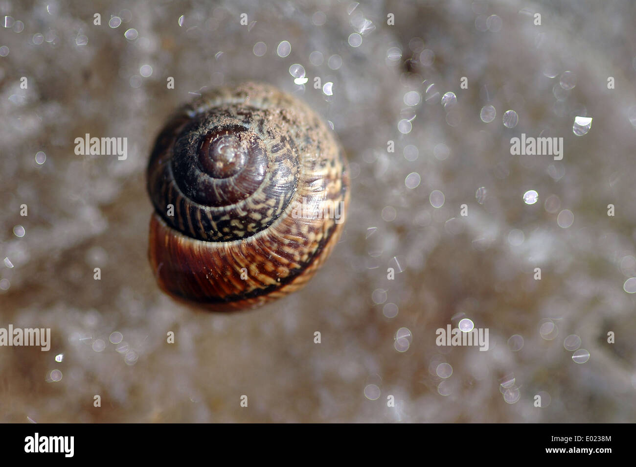 Closeup of a spiral and curly shell texture on blur background Stock Photo