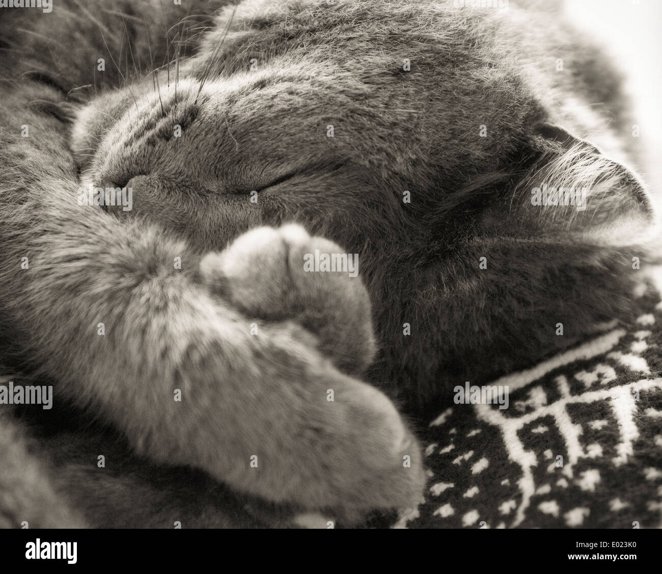 Closeup of cat napping - monochrome image. Stock Photo