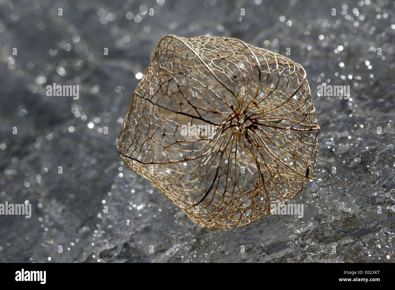 Physalis lantern on spotted ice background Stock Photo