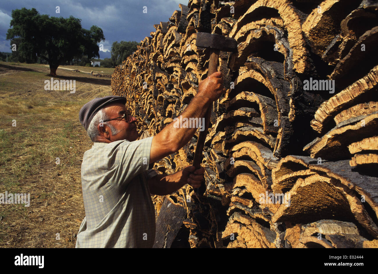 Portugal cork farmer hi-res stock photography and images - Alamy