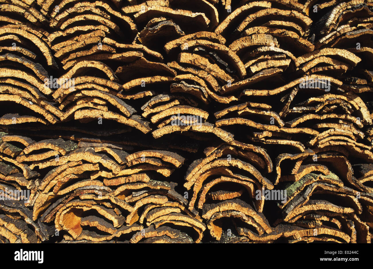 Portugal Alentejo, worker at cork harvest, every seven years the bark