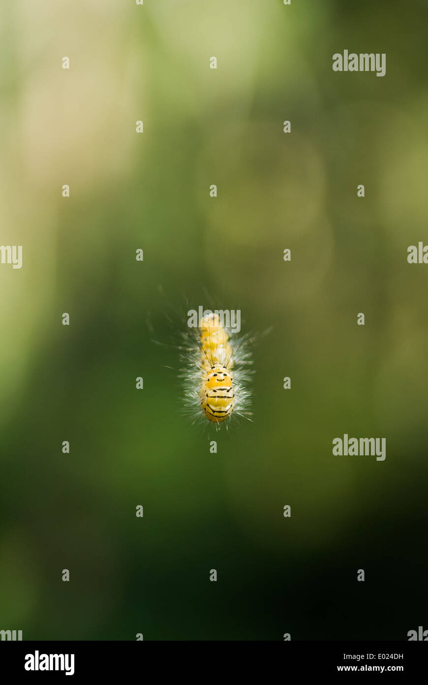 Hairy yellow and black caterpillar hanging on a silk thread. With a