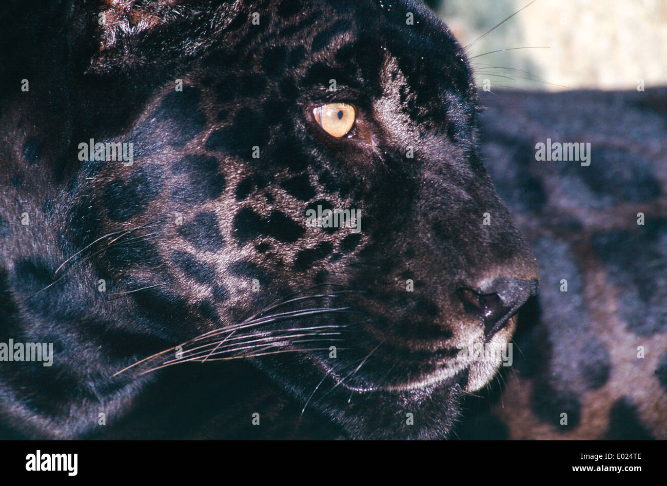 Amazon, Brazil. Black Jaguar (panther); 'Onca preta'; Panthera onca. Black variant on the more common Onca pintada. Stock Photo