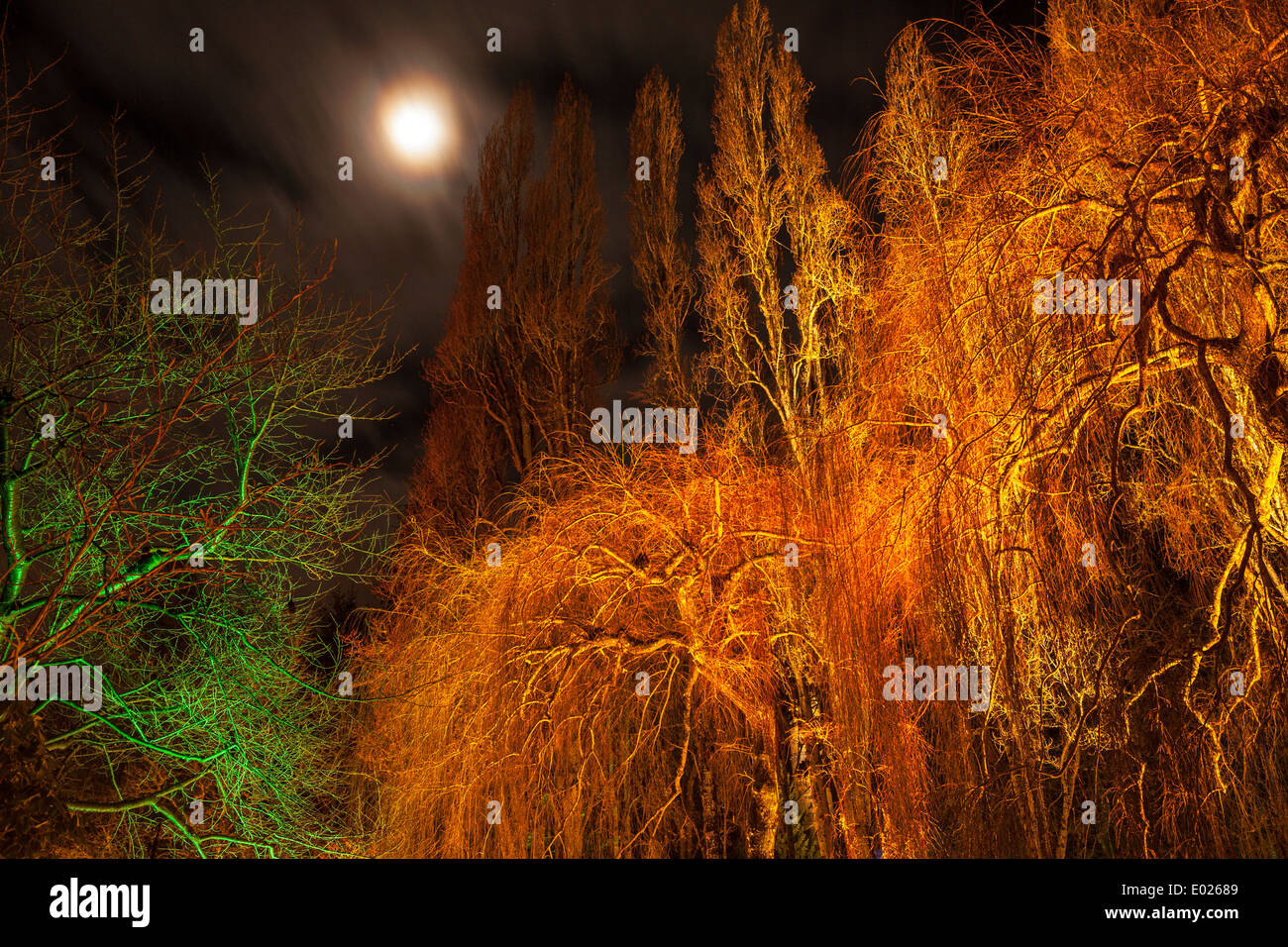 Hazy moon rising over willow and poplar trees in Buitchart Gardens at night at Christmas-Victoria, British Columbia, Canada. Stock Photo