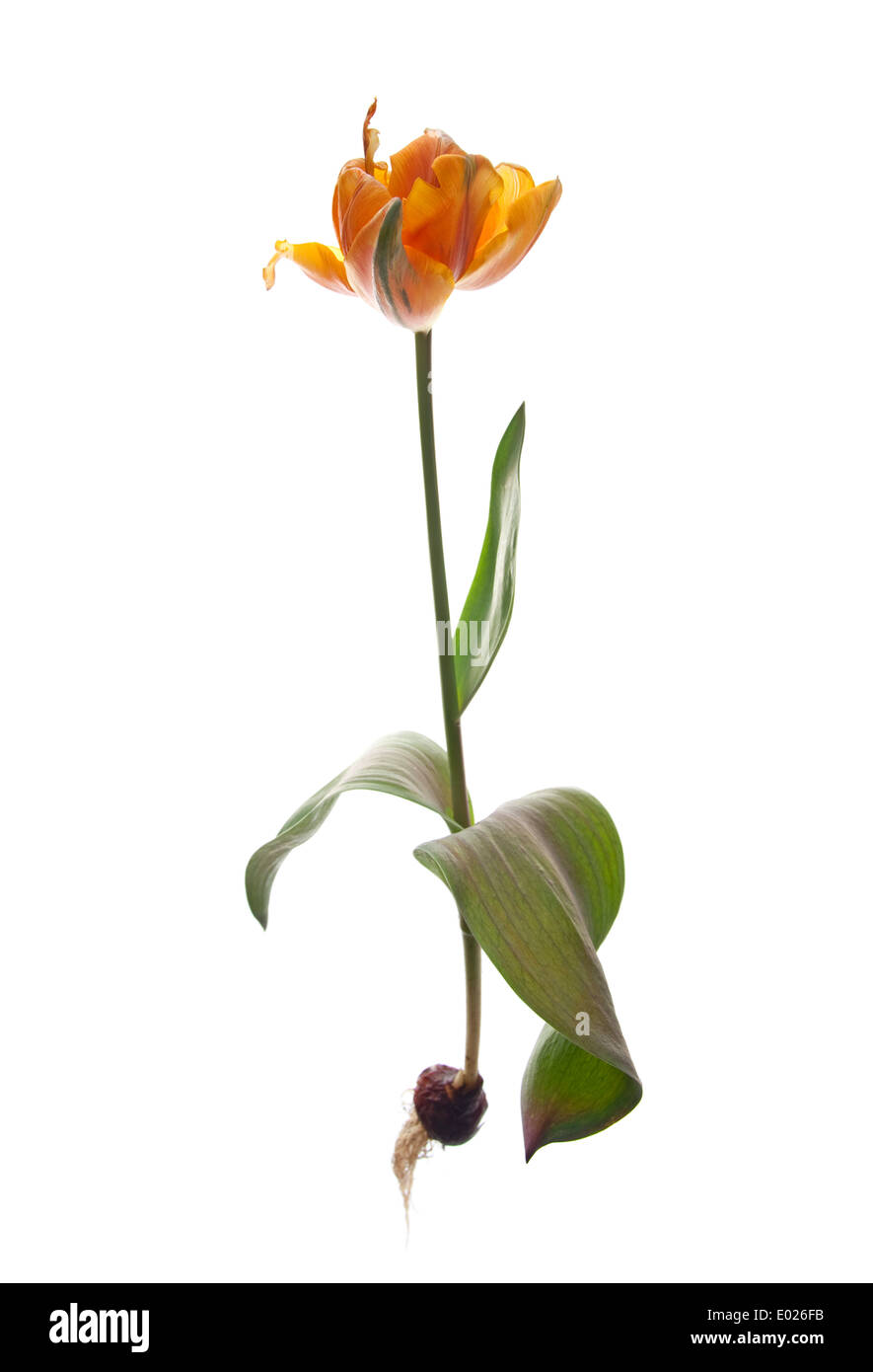 whole orange tulips Stock Photo