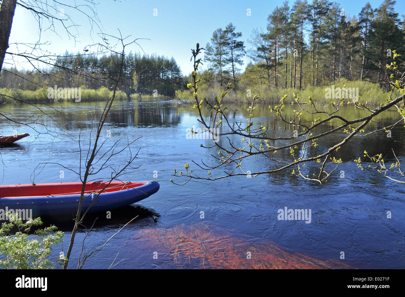 Landscapes and detail of the nature in the forest on the river Bank in ...