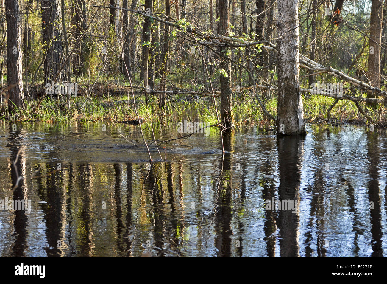 Landscapes and detail of the nature in the forest on the river Bank in ...