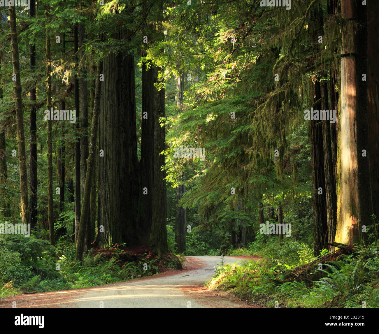 Photo of Jedediah Smith Redwoods State Park, California Stock Photo