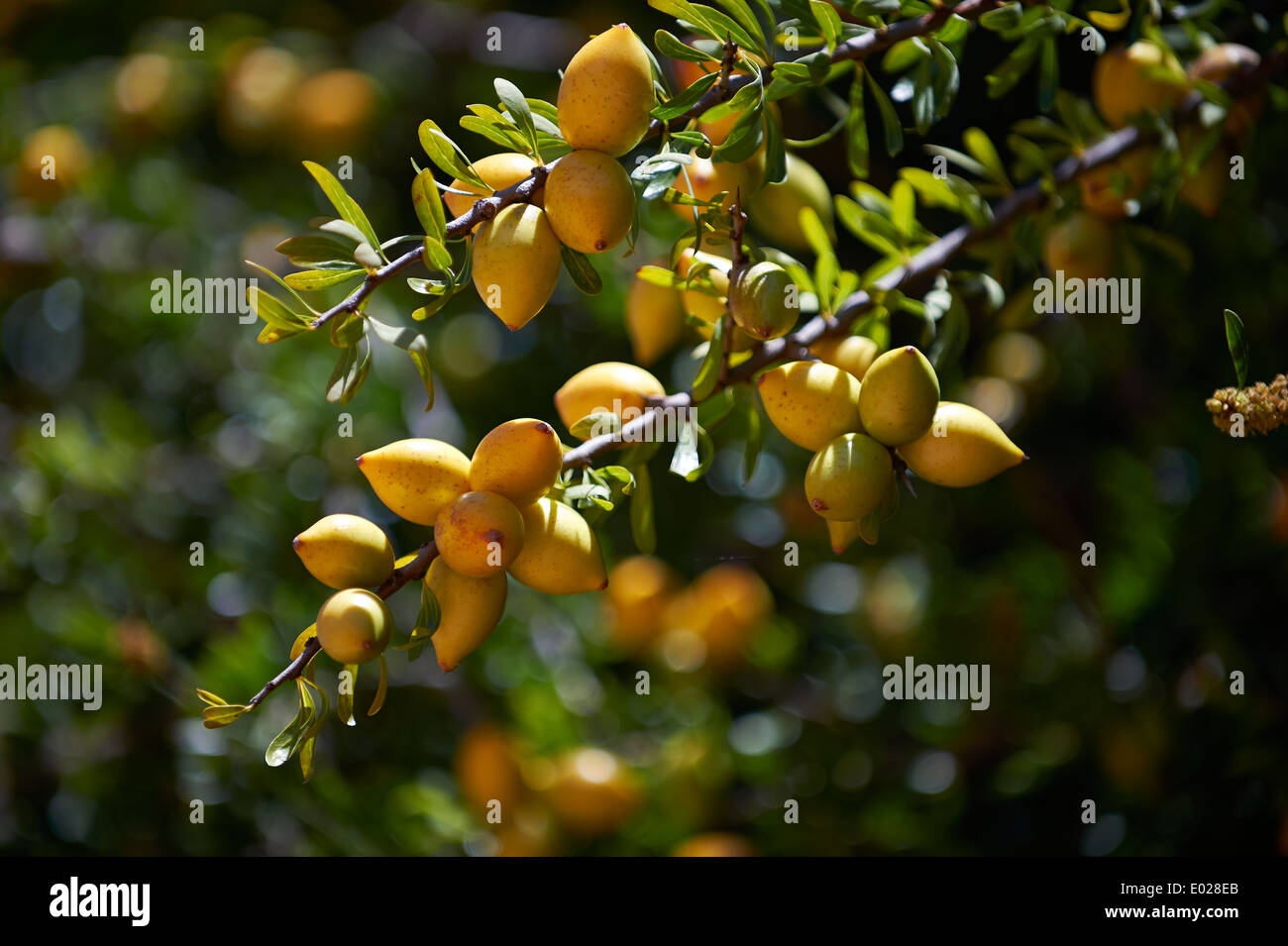 Fresh Argan nuts growing on an Argon tree. Near Essouira, Morocco Stock Photo