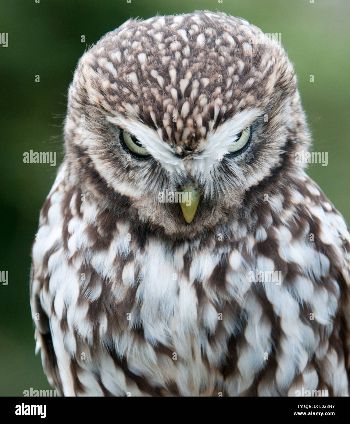 The Little Owl was introduced to the UK in the 19th century. It can be seen in the daylight Stock Photo