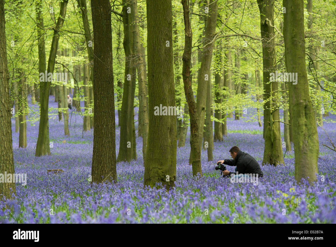 Male Photographer photographing bluebells in an English wood Stock Photo