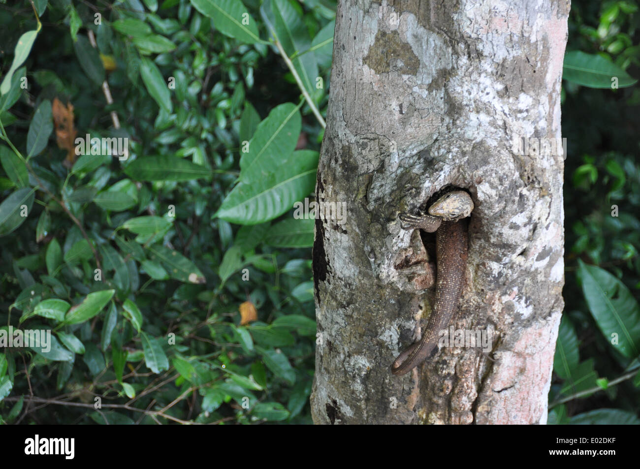 A lizard hiding in a hole in the trunk of a pommelo tree. Stock Photo