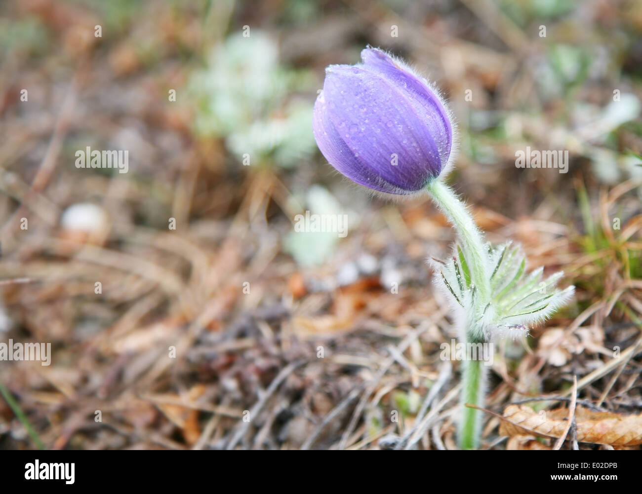 Pulsatilla on a nature background. Stock Photo