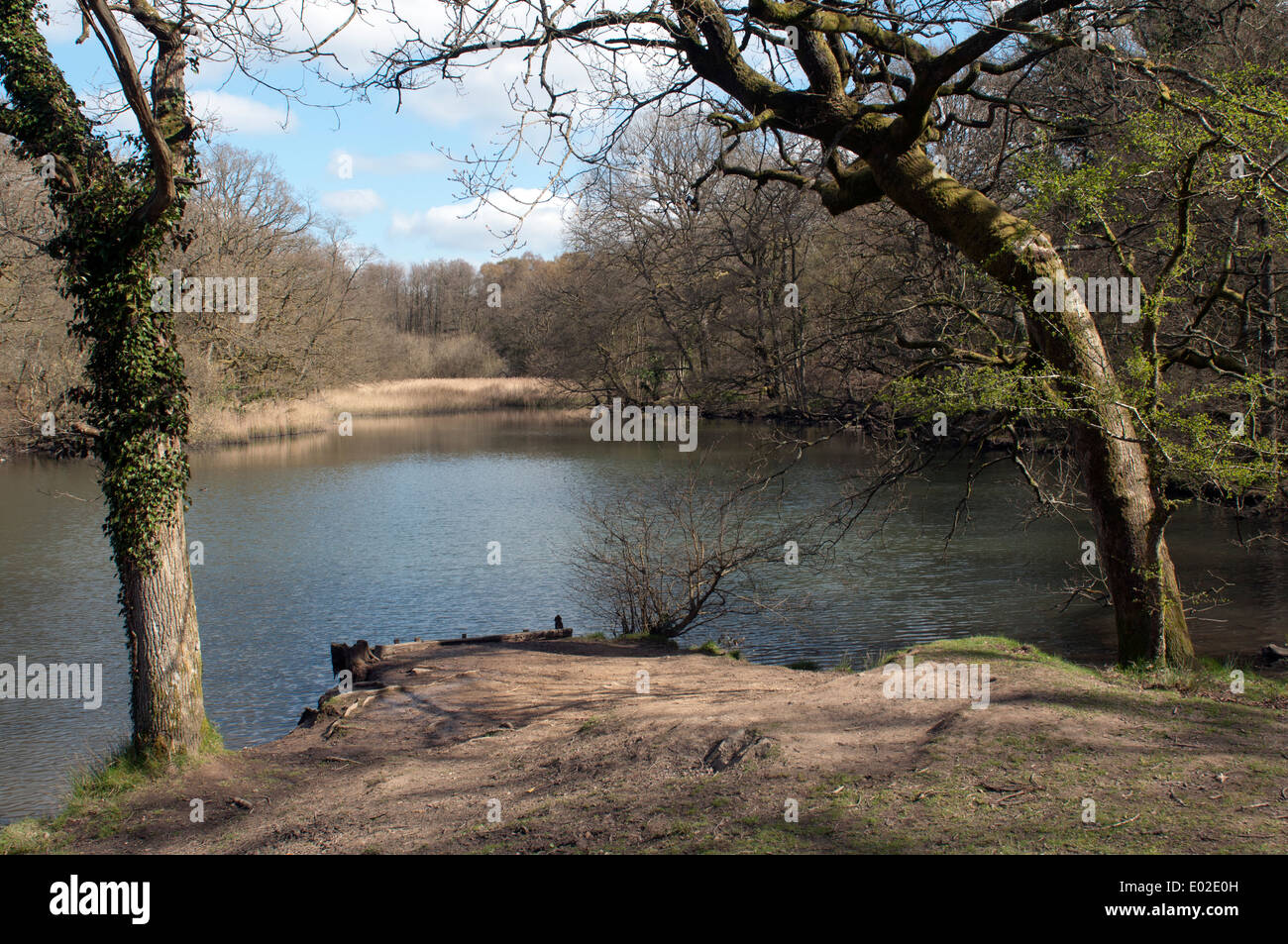 Cannop ponds spring hires stock photography and images Alamy