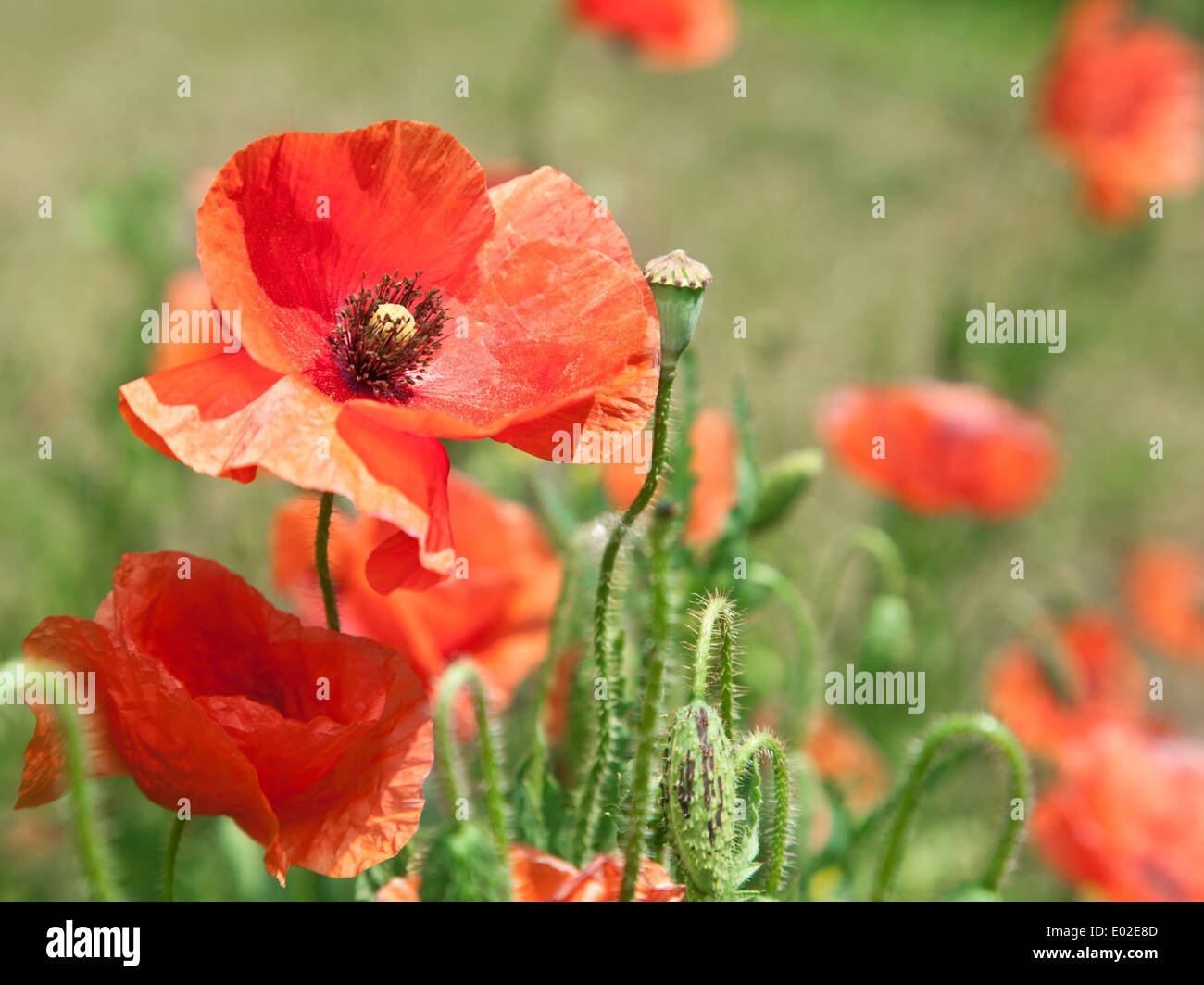 Blossom poppy flower hi-res stock photography and images - Alamy
