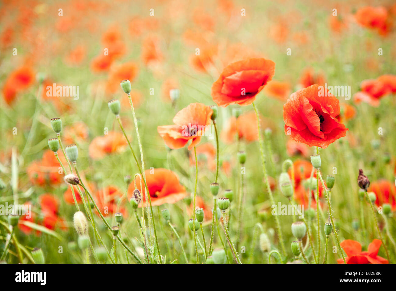 Field of wild poppy flowers Stock Photo - Alamy