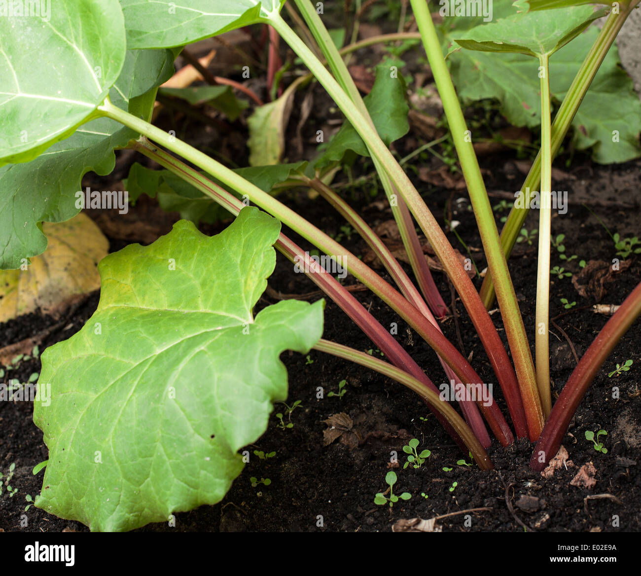 Rhubarb in the garden.. Stock Photo