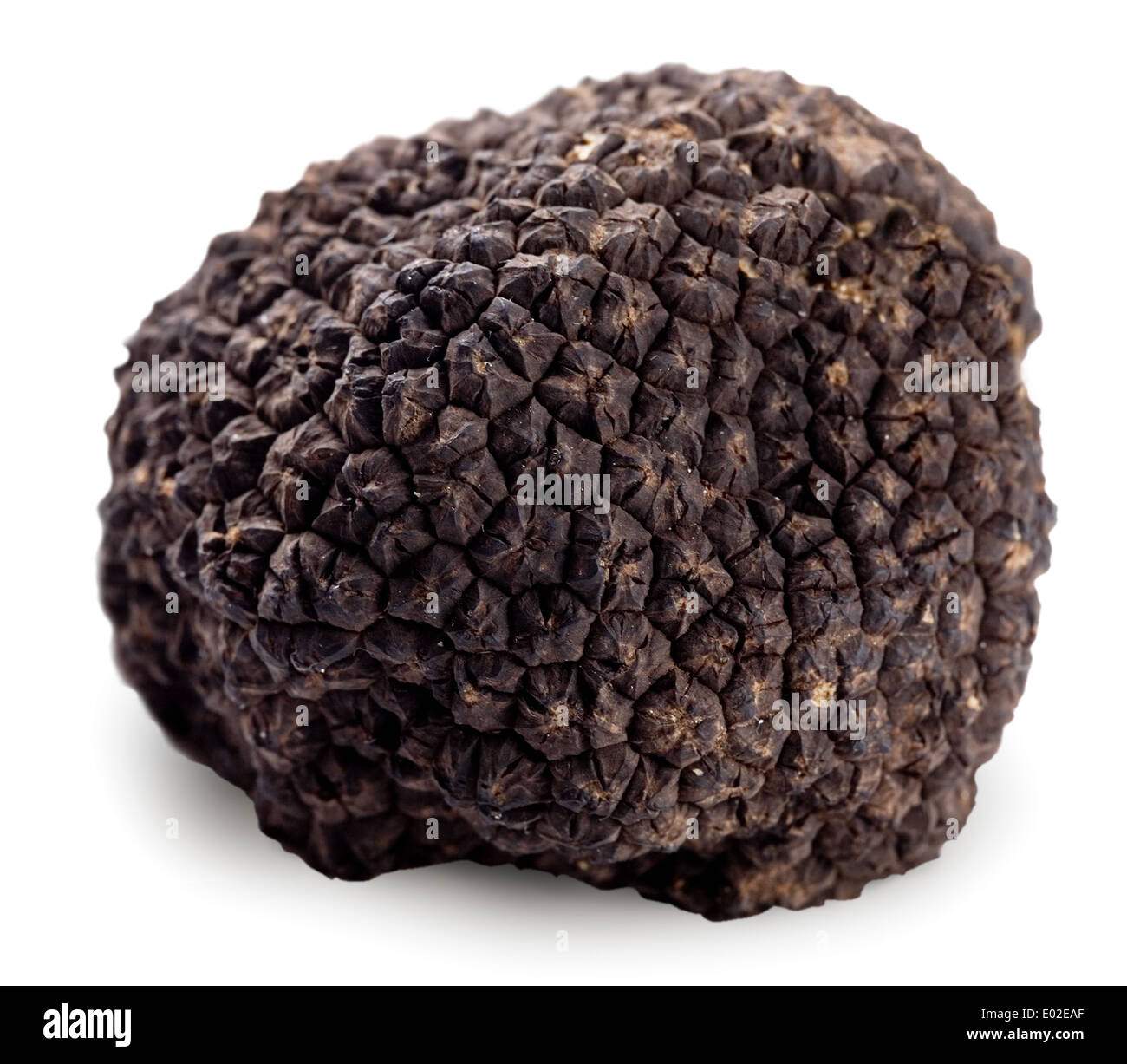 Black truffle on a white background. Clipping path. Stock Photo
