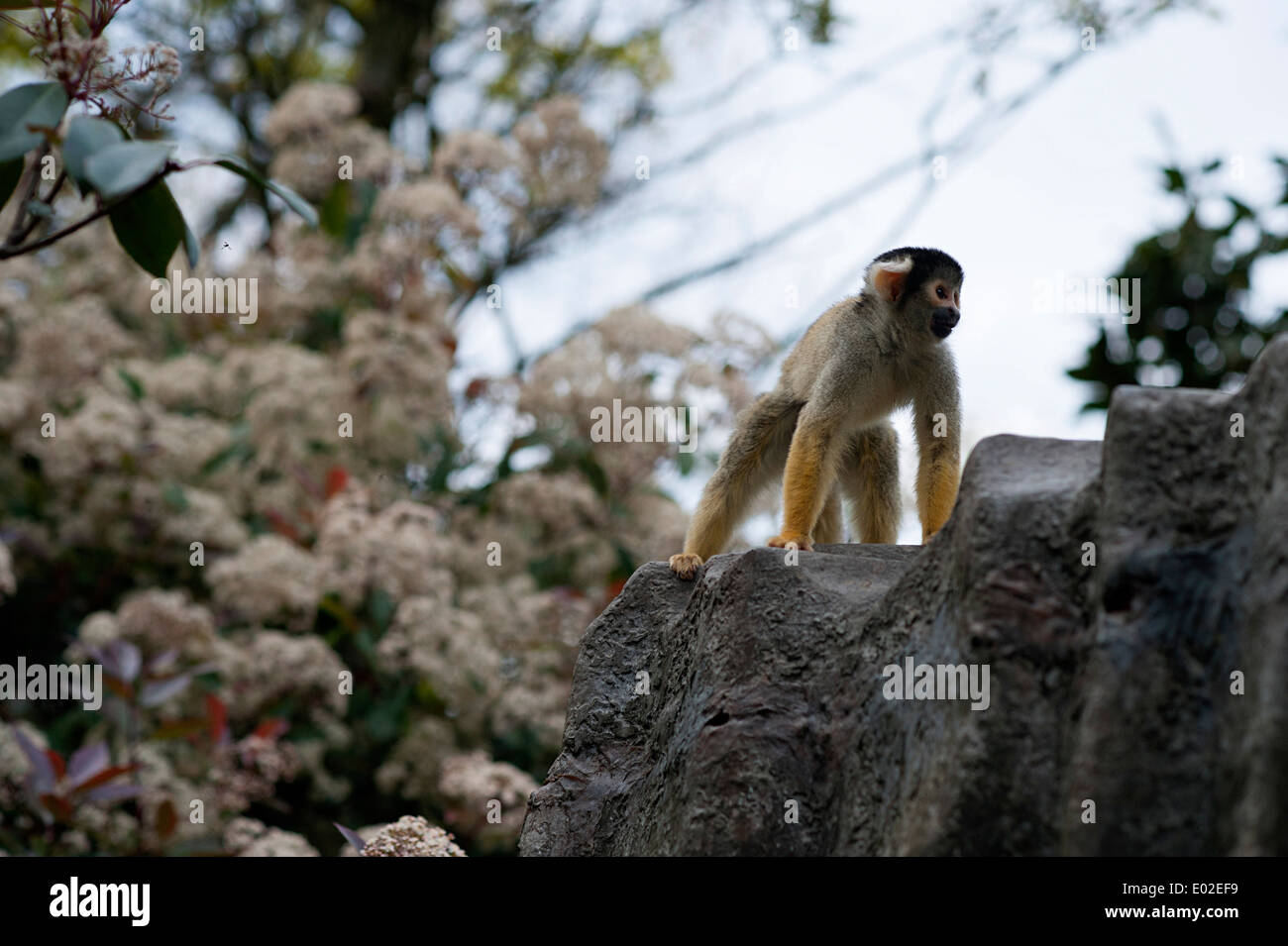 Black-capped squirrel monkey enjoys home in natural habitat forest enclosure in London Zoo. Stock Photo