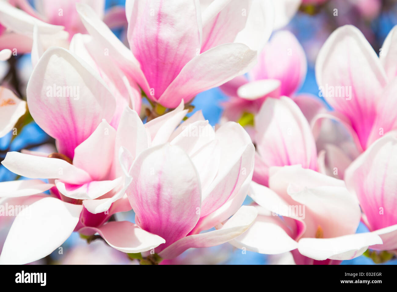 Lush blossom purple magnolia hi-res stock photography and images - Alamy