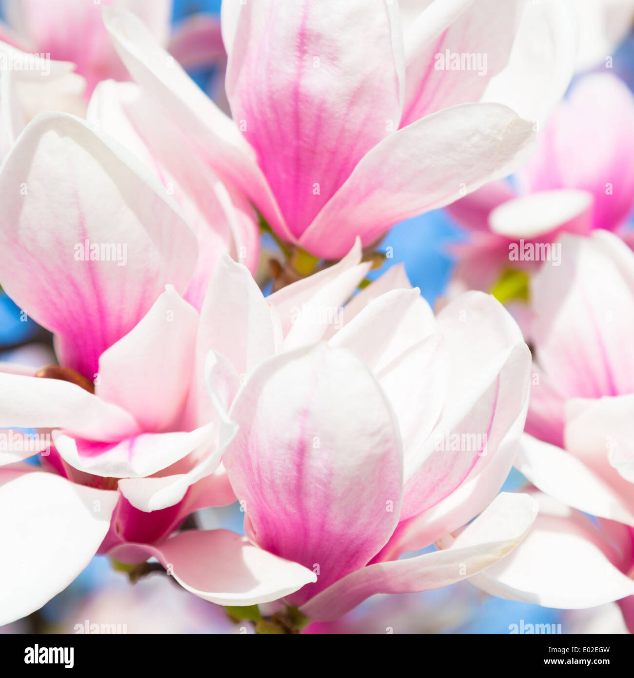 Lush blossom purple magnolia hi-res stock photography and images - Alamy
