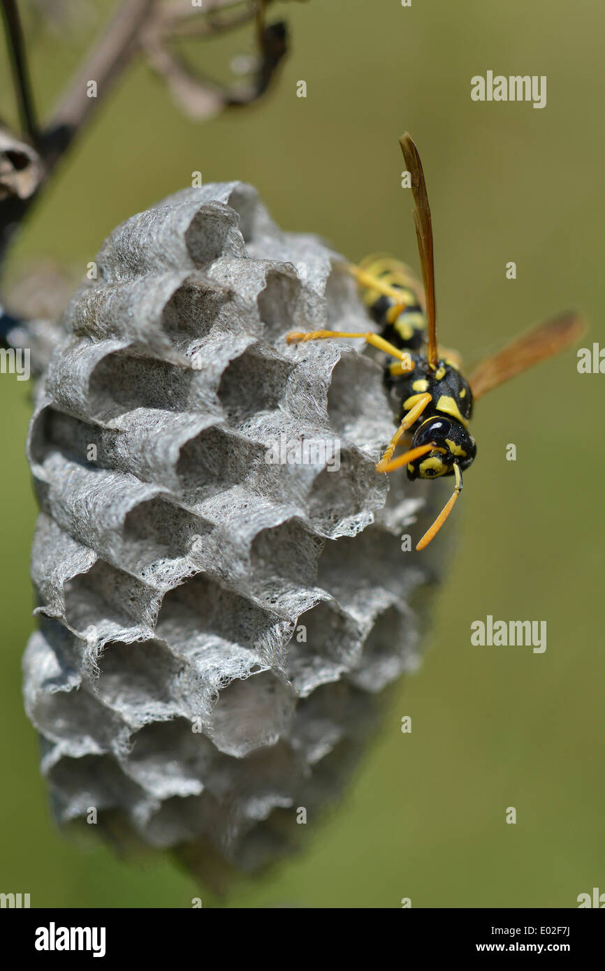 European Paper Wasp (Polistes dominula) on a wasp nest, Province of Messina, Sicily, Italy Stock Photo
