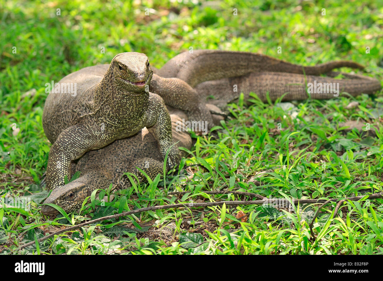 Bengal Monitors (Varanus bengalensis) mating, Polonnaruwa, North