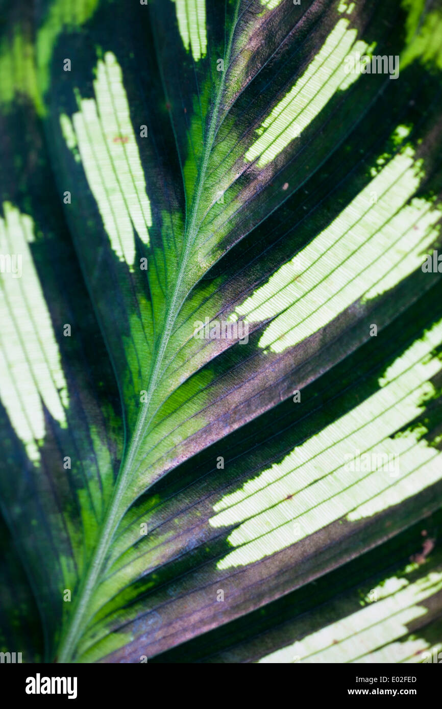 Leaf of a Calathea (Calathea makoyana), detail, Tropical Botanical Garden, Onomea Bay, Big Island, Hawaii, USA Stock Photo