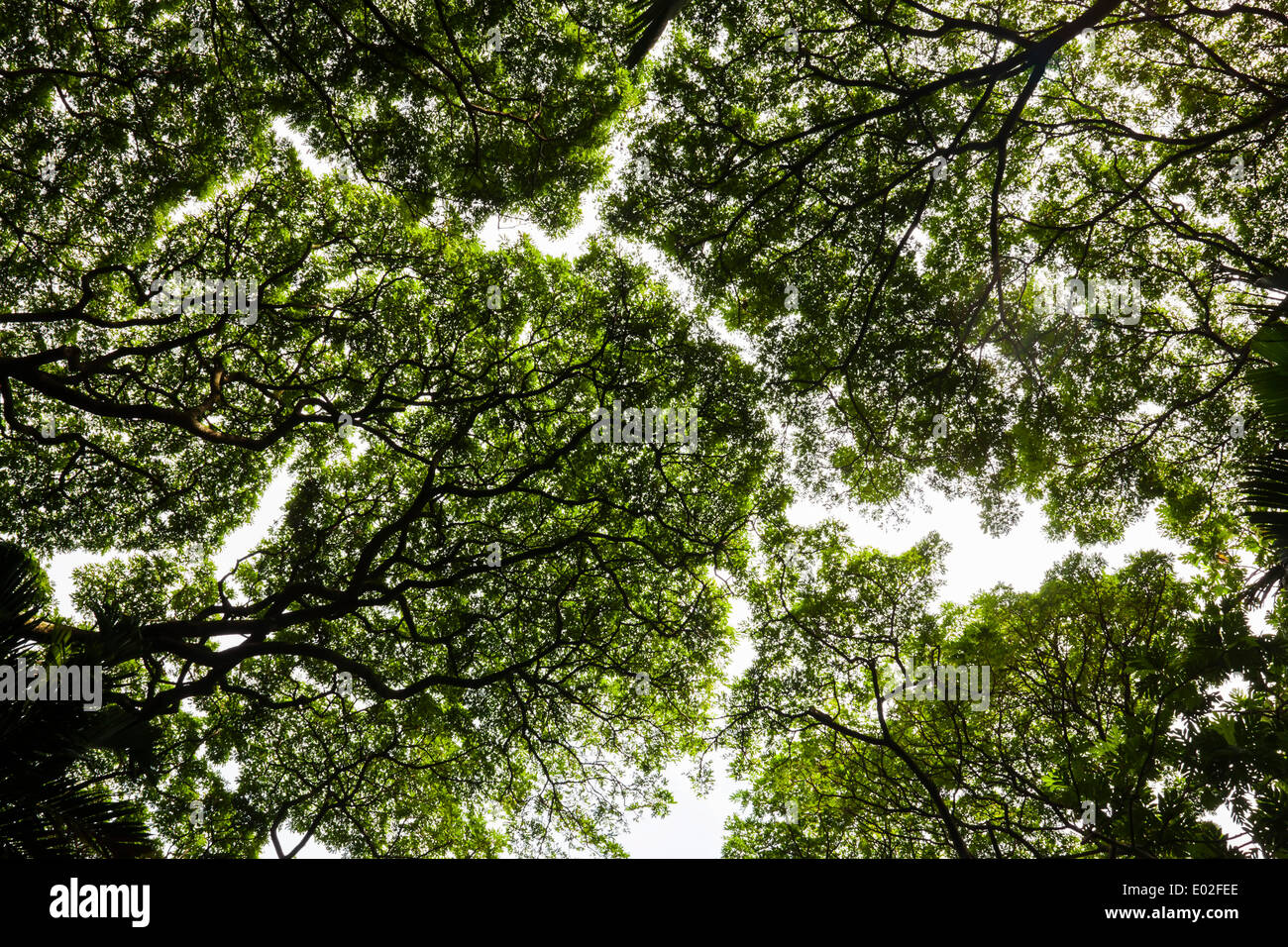 Treetops, Tropical Botanical Garden, Onomea Bay, Big Island, Hawaii, USA Stock Photo