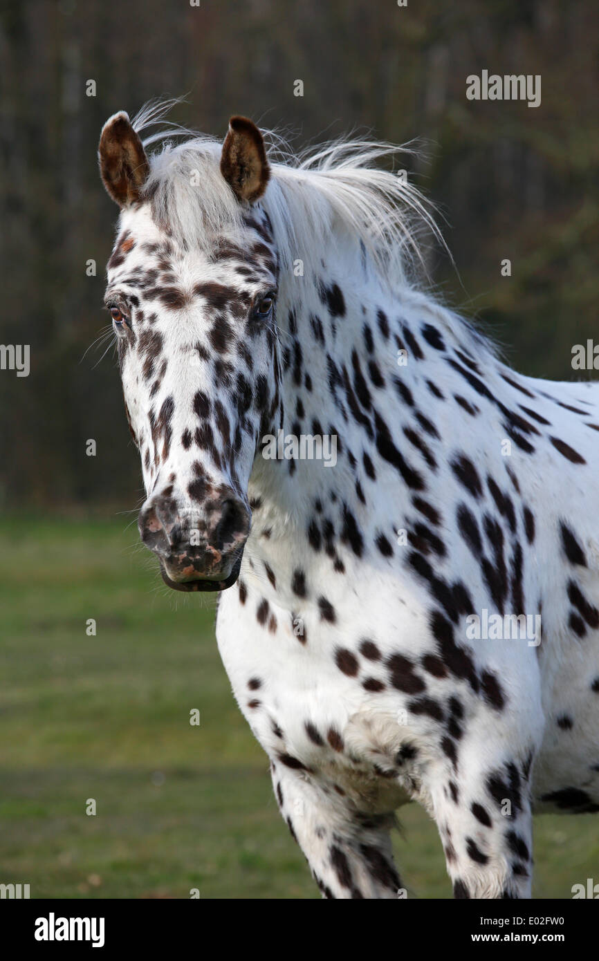 Appaloosa horse spotted coat portrait Stock Photo Alamy