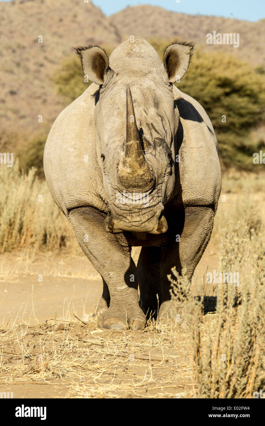 White Rhinoceros (Ceratotherium simum), Okapuka Ranch, Namibia Stock Photo