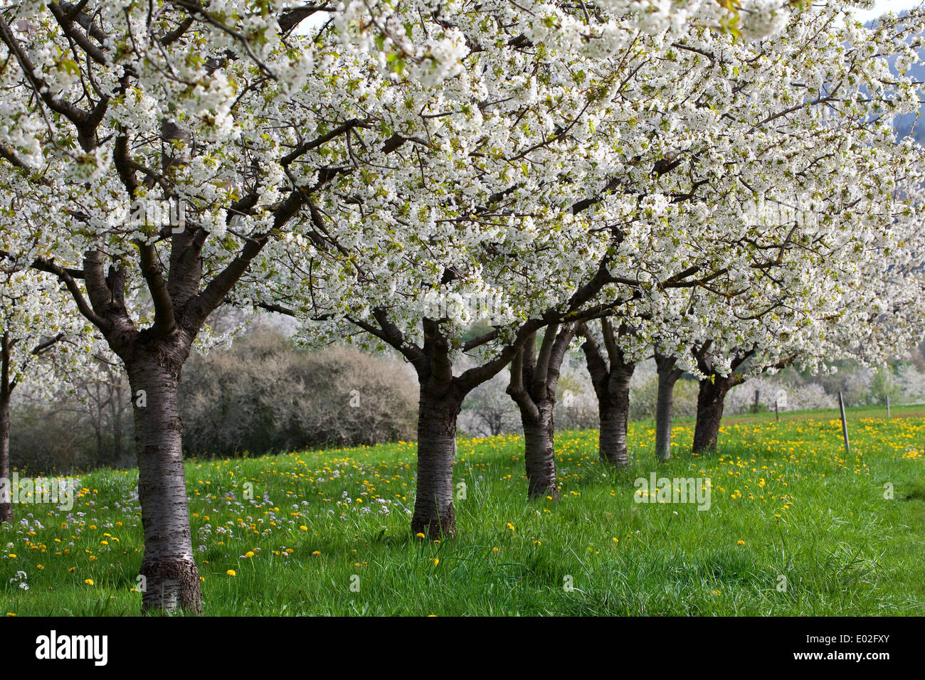 Cherry trees in full blossom, Obereggenen, Markgräflerland, Black Forest, Baden-Württemberg, Germany Stock Photo