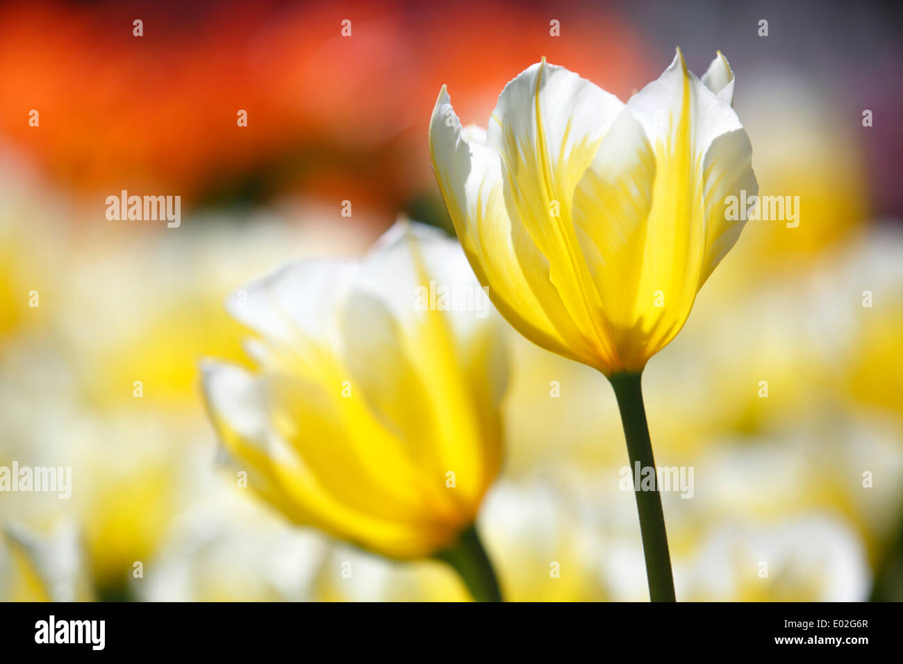 Flowering Tulips (Tulipa fosteriana 'Sweetheart'), white and yellow Fosteriana tulip variety 'Sweetheart' Stock Photo
