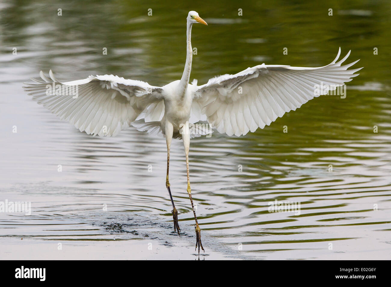 Great Egret (Ardea alba), fishing, with spread wings, North Hesse, Hesse, Germany Stock Photo