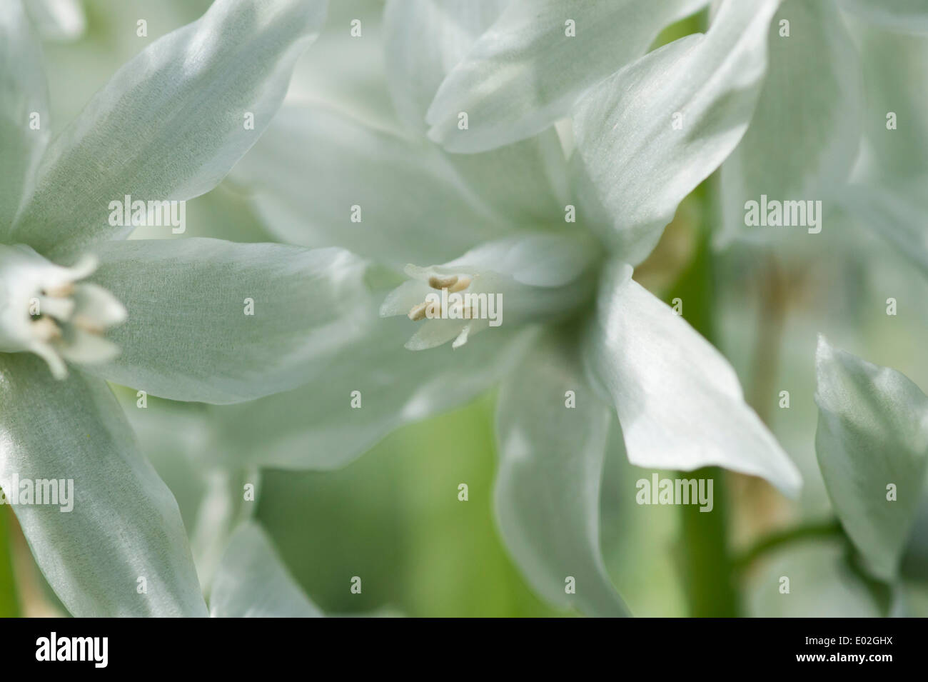 White Hyacinth flowers detail Stock Photo